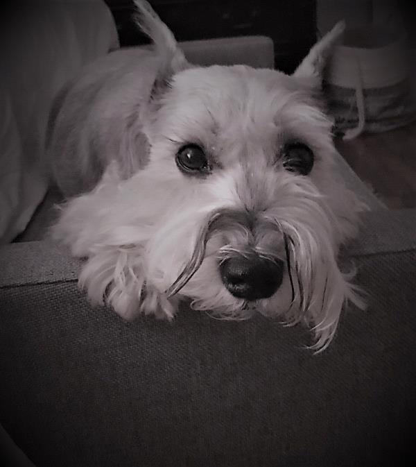 /Images/uploads/Humane Rescue Alliance/HRACalendarPhotoContest/entries/8436thumb.jpg